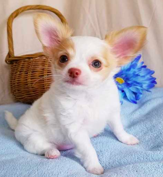 comprar cachorros sanos, baratos y asequibles para la venta